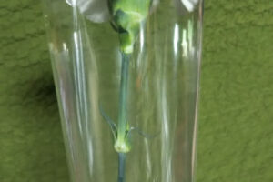 フラワーショップＫＡＺ – 京都市