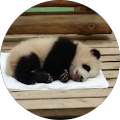 パンダpanda パンダpanda