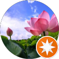 蓮の花 蓮の花