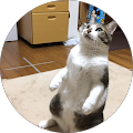 ゴロゴロチャンネル! ゴロゴロチャンネル!